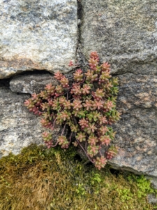 Here is an already established sedum that has spread across these stones.