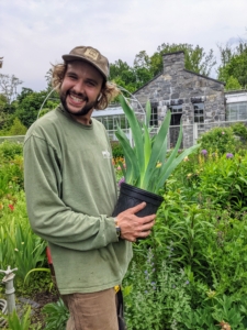 In my flower cutting garden, Brian plants another iris. There are about 300 species in the genus Iris. This large group includes plants that grow from bulbs such as Dutch irises, as well as traditional perennial types of iris, such as the bearded irises, and Siberian irises.