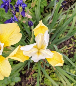 Irises bloom best in full sun, and they unfurl their stunning flowers from spring to early summer.