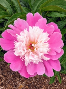 The peony is a perennial flower. The majority of peonies are hybrids and classified as herbaceous, or as deciduous tree peonies. The peony is showy, frilly with thick, large green leaves and tuberous root systems.
