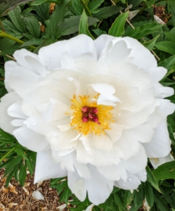 This is ‘Star Power’. It has pure white, large blossoms with bold round guard petals and red tipped stigmas. When using peonies for cut flowers, gather them early in the morning, and cut those whose buds are beginning to show color and feel similar to firm marshmallows. Always cut the stems at an angle and change the water daily.