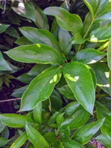 The leaves of the herbaceous peony are pointed with a shiny, deep green color.