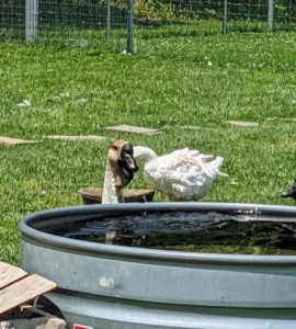 This goose is more interested in its pool than the new coop project.