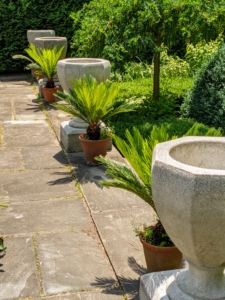 At the edge of this terrace are these six stone planters. This year, they'll be planted with young sago palms. Ryan places one next to each urn. The sago palm, Cycas revoluta, is a popular plant known for its feathery foliage and ease of care. Native to the southern islands of Japan, the sago palm goes by several common names, including Japanese palm, funeral palm, king sago or just plain sago palm.