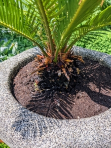 Notice the sago palm's trunk. It is a rough, symmetrical trunk which becomes leafless as it ages and gives way to its evergreen crown of upward pointing fronds. After watering, make sure the soil level is just below the rim of the container - this means there is just the right amount of soil.