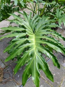 These plants have glossy, heart-shaped or rounded leathery leaves that develop deep clefts and oblong perforations as they grow older. The leaves may be as much as 18-inches wide on foot-long leafstalks.