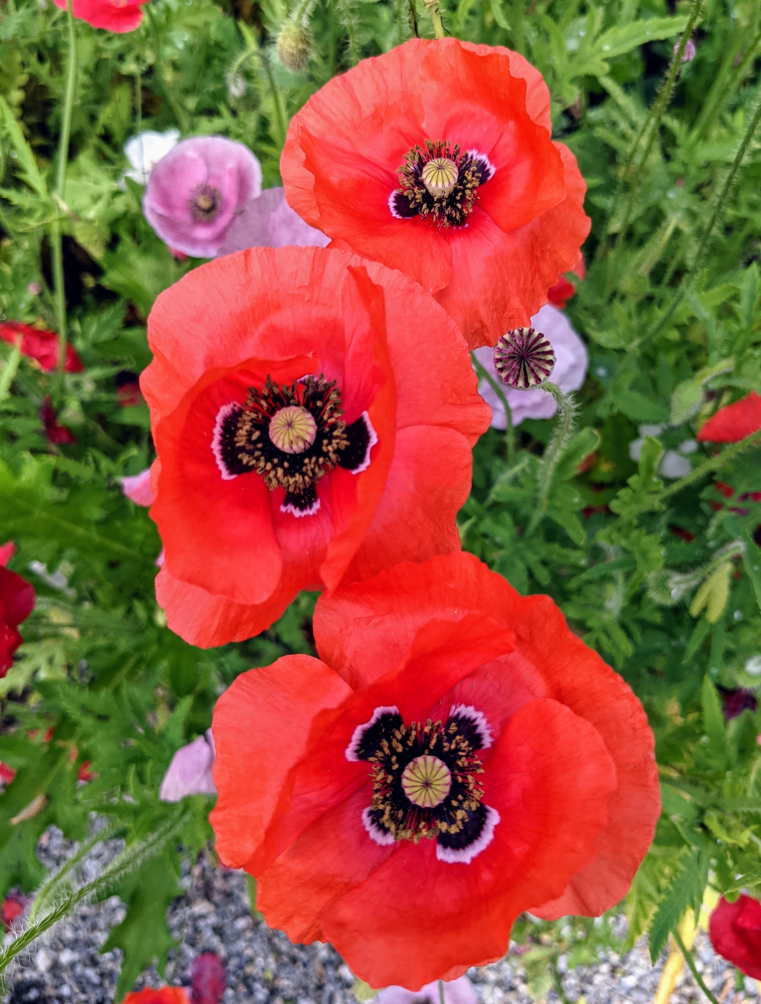 This Year's Blooming Poppies The Martha Stewart Blog