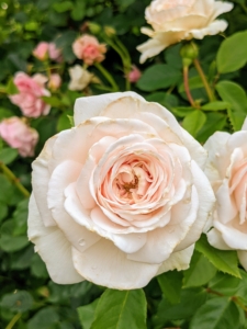 Many of these roses are old fashioned and antique varieties. They include: ‘Alchymist’, ‘Boule de Neige’, ‘Cardinal de Richelieu’, ‘Charles de Mills’, ‘Constance Spry’, ‘Dainty Bess’, ‘Pierre de Ronsard’, ‘Ferdinand Pichard’, Konigin von Danemark’, Louise Odier’, Madame Alfred Carriere’, ‘the Reeve’, ‘Pearlie Mae’, and ‘Sweet Juliet’.