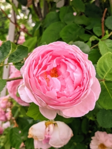 I’ve also added roses from Northland Rosarium, including ‘Night Owl’, Poseidon’, ‘Quick Silver’, ‘Colette’, ‘Cecile Brunner’, ‘Ebb Tide’, ‘Jeannie Lajoie’, Lykkefund’, ‘Veilchenblau’, and ‘Geschwind’s Most Beautiful’.