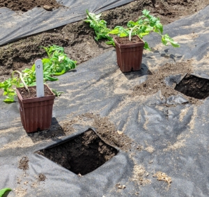 The holes are about two to three feet apart from each other. We try to fit at least 10 to 12 plants in each row to maximize the use of garden bed space.