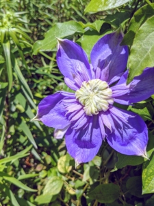 Some clematis cultivars will bloom in partial shade, but to really thrive, they need at least six-hours of sun each day. Just think, "head in the sun, feet in the shade." The vines like sun, but cool, moist soil.