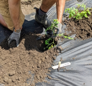 Brian backfills each hole and unfolds the weed cloth flaps – this method of using weed cloth and “x”‘s will really cut down on the amount of weeding this season.