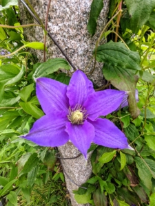 Clematis is a genus of about 300-species within the buttercup family Ranunculaceae. The name Clematis comes from the Greek word “klematis,” meaning vine.