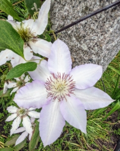 Some of the flowers are very light colored – almost white – with interesting centers.
