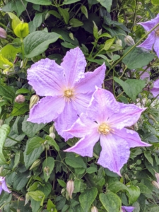 Clematis are native to China and Japan and are known to be vigorous, woody, climbers.