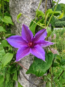 Many clematis are lightly scented. Flowers vary in shape and sizes. They can be flat, tubular or bell-shaped and can be as small as one-inch wide.