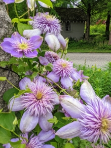 There are several different varieties of clematis planted along my winding pergola, but each pair of posts supports the same kind.