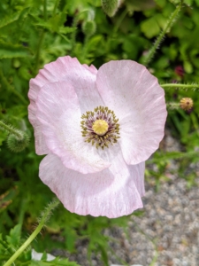 Flowers have four to six petals, many stamens forming a conspicuous whorl in the center of the flower and an ovary of two to many fused carpels.