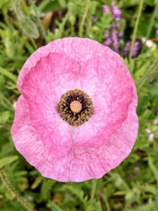Poppy flowers are attractive to pollinators such as bees, butterflies, and hummingbirds.