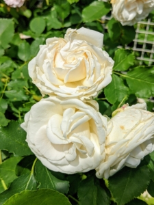 When selecting a location, plant roses in a sunny spot with good drainage. Fertilize them regularly and water them evenly to keep the soil moist.