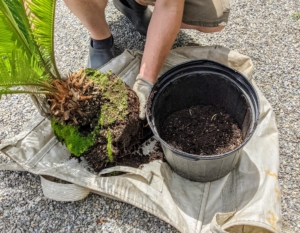 Ryan removes the sago palm from its plastic pot and gives it a quick inspection.