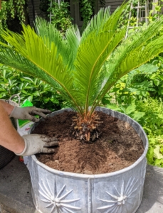 The sago palm is a slow-growing cycad, and it can take up to 100 years for it to achieve its maximum height of 20-plus feet tall. It thrives in sunny to shady sites and can withstand some drought once established. I have many sago palms in my collection in all different sizes.