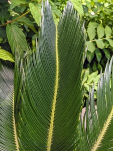 The sago palm may look like a tiny palm tree with its glossy, stiff fronds, but it is not a palm tree at all. Sago palms are cycads, one of the most ancient plants that have been around since prehistoric times.