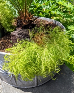 Also, unlike true moss that grows in moist, shady conditions, this plant does best in full sun to part shade and requires good drainage.