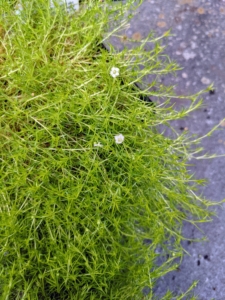 Scotch moss grows dense, compact mats spreading to a foot or more wide and just one to two inches tall. Tufts of slender, subulate or awl-shaped leaves cover thin, creeping stems. True moss does not flower; however, yellow Scotch moss has tiny star-shaped, five-petaled flowers.