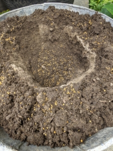 The soil is then sprinkled with some Scott's Osmocote fertilizer – small, round coated prills filled with nutrients.