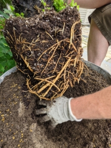 Repotting is a good time to check any plant for damaged, unwanted or rotting leaves or pests that may be hiding in the soil. Ryan scarifies the root ball just a bit to encourage new growth.