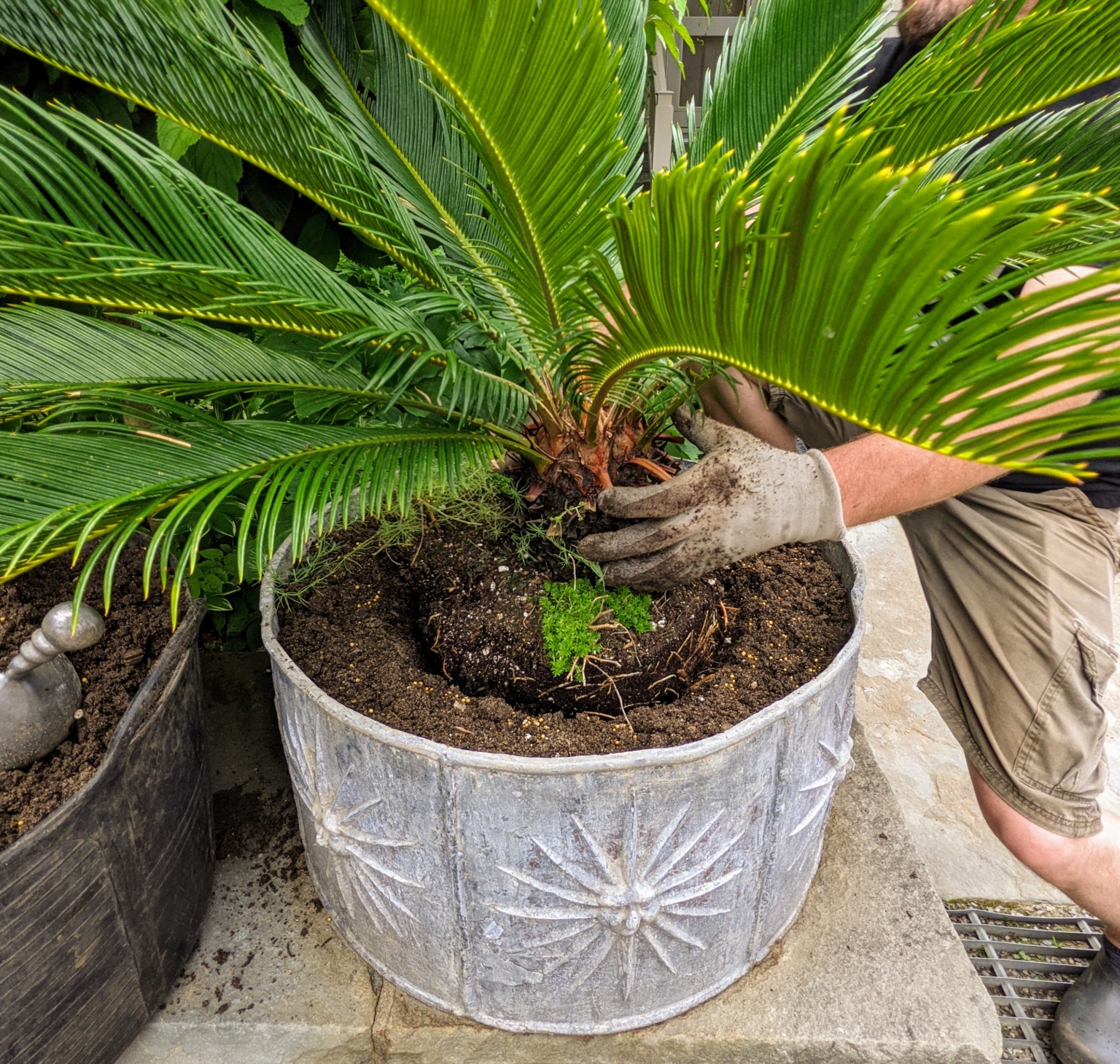Potting Up Sago Palms Outside My Winter House The Martha Stewart Blog