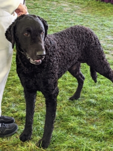 The Curly-Coated Retriever was originally bred in England for upland bird and waterfowl hunting. It is the tallest of the retrievers and is easily distinguishable by the mass of tight curls covering its body.