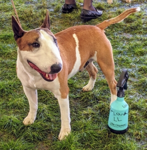 Bull Terriers are robust, big-boned terriers. The breed’s hallmark is a long, egg-shaped head with erect and pointed ears, and small, triangular eyes.