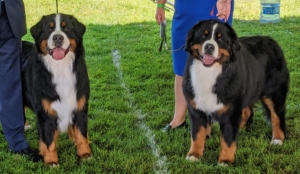The Bernese Mountain Dog is one of the four breeds of Sennenhund-type dogs from the Swiss Alps. Bred from crosses of Mastiffs and guard-type breeds, Bernese Mountain Dogs were brought to Switzerland by the Romans 2000 years ago. The thick, silky, and moderately long coat is tricolored: jet black, clear white, and rust.