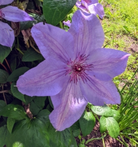 It can take several years for a clematis vine to mature and begin flowering prolifically. To shorten the wait, purchase a plant that’s at least two-years old. Clematis also prefer soil that’s neutral to slightly alkaline in pH.