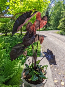On another part of the wall are two alocasias with their bold dark burgundy arrowhead shaped leaves and tall stems. Alocasia are native to tropical and sub-tropical regions of Asia and Australia and are in the family Araceae which is closely related to the Anthurium and Philodendron. These add such nice color to this collection of plants.