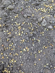 Once the holes are dug, the area is also treated with a sprinkling of Osmocote - those small, round coated prills surrounding a core of nitrogen, phosphorus and potassium.