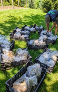 Meanwhile, Ryan unstacks the dahlias and goes through each bag to decide where the tubers will be planted – keeping in mind their colors and height at maturity.