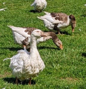 This yard, adjacent to the fancy pigeons and peafowl, was not being used, so I moved all my geese to this enclosure. It is located right outside my stable, where they can be watched closely during the day. I am very happy that all my geese get along so well - most of the time, they travel around the yard together.