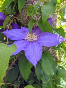 Known as the “Queen of the Climbers”, Clematis plants will train onto trellises and fences, or arch gracefully over doorways.