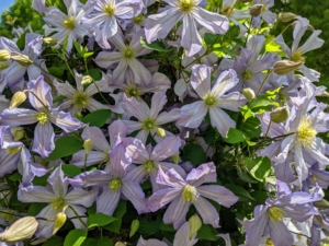 Most species are called clematis, but it has also been called traveller’s joy, virgin’s bower, leather flower, or vase vine. It’s also been called “Old Man’s Beard,” because of the long fluffy seed heads that look similar to an old man’s beard.