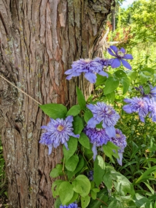 Across the carriage road from my pergola, I also have some clematis vines planted at the base of several bald cypress trees. On these trees, we used jute twine to secure the climbing vines.