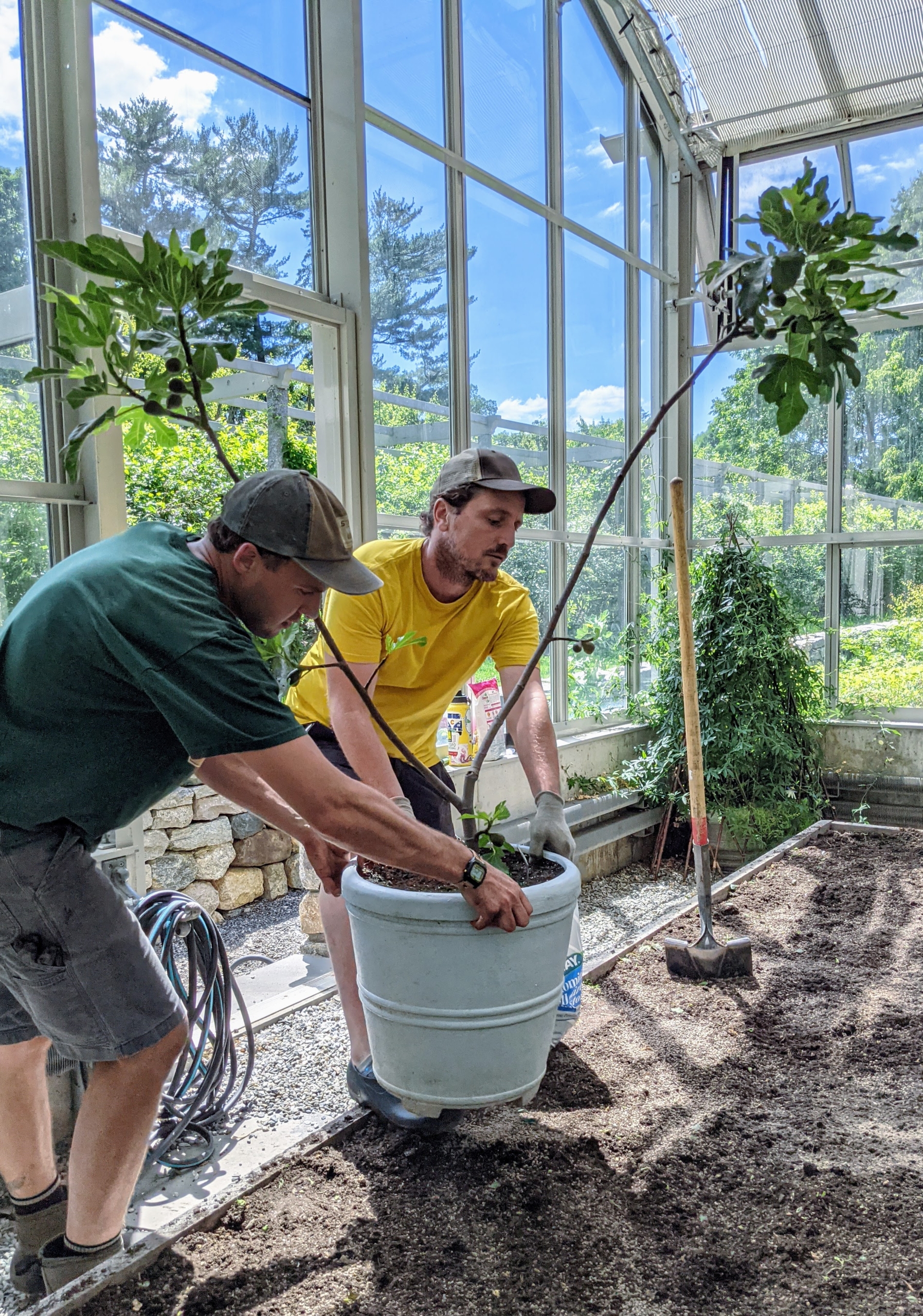 Planting Fig Trees in My Vegetable Greenhouse - The Martha Stewart