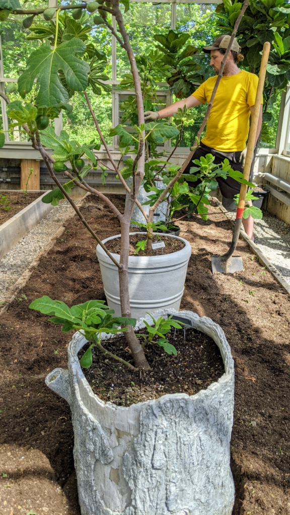 Planting Fig Trees in My Vegetable Greenhouse The Martha Stewart Blog