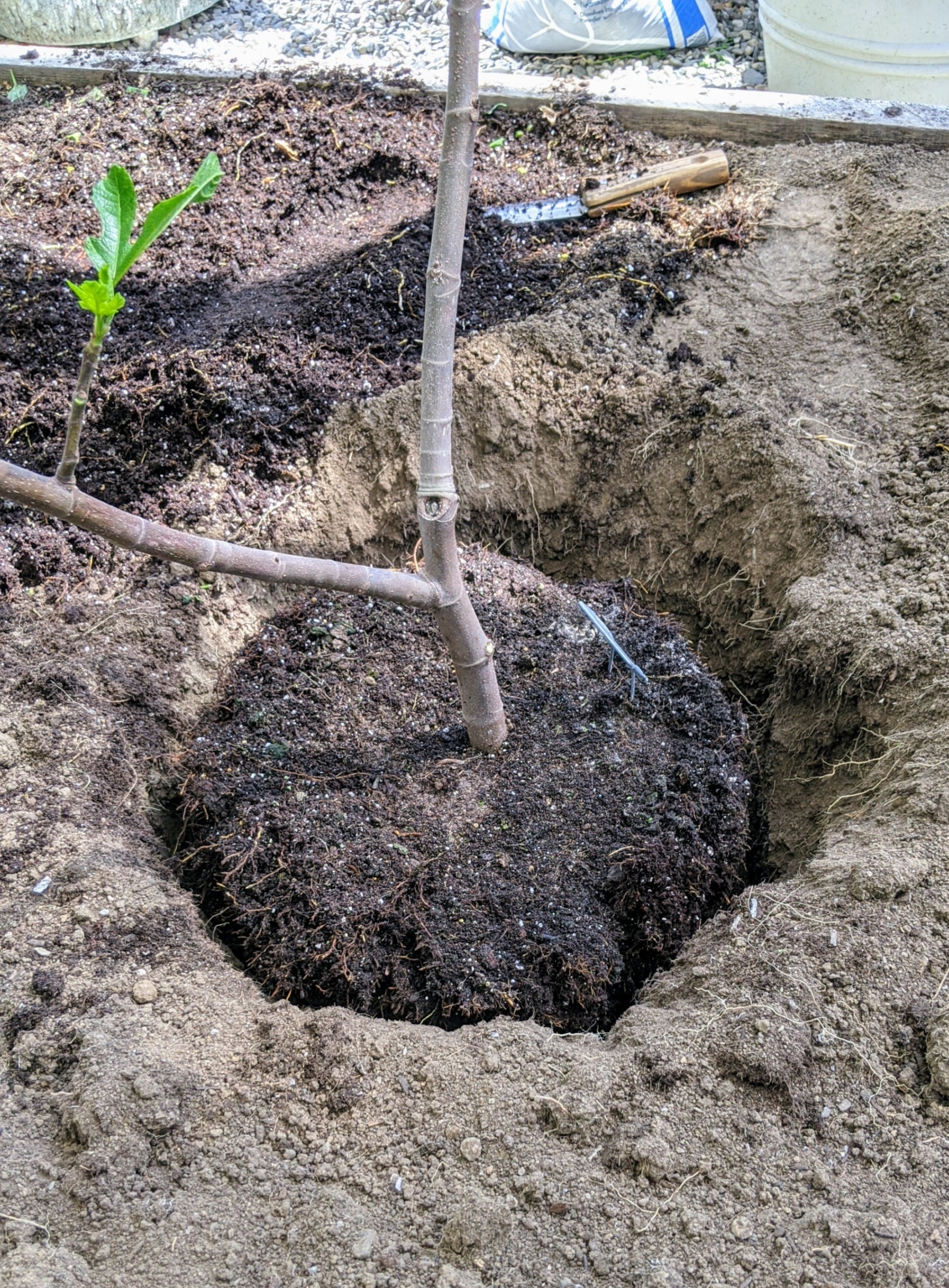 Planting Fig Trees in My Vegetable Greenhouse The Martha Stewart Blog