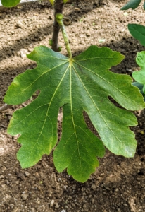 Ficus carica 'Brunswick' is an attractive, self-fertile and heavy cropping fig. It is very hardy, and quite popular for growing.