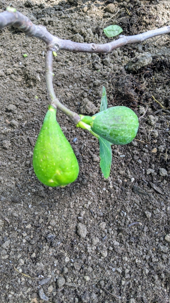 Planting Fig Trees in My Vegetable Greenhouse - The Martha Stewart Blog
