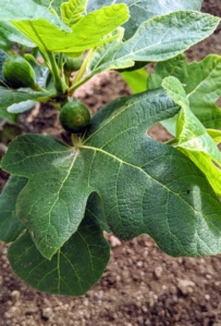 This leaf is from a 'Chicago Hardy' fig. A healthy "Chicago Hardy' can produce bushels of plump, delicious figs that are perfect for peeling and eating right off the tree in late summer to early fall. It has large dark green leaves that are four to 10 inches long.