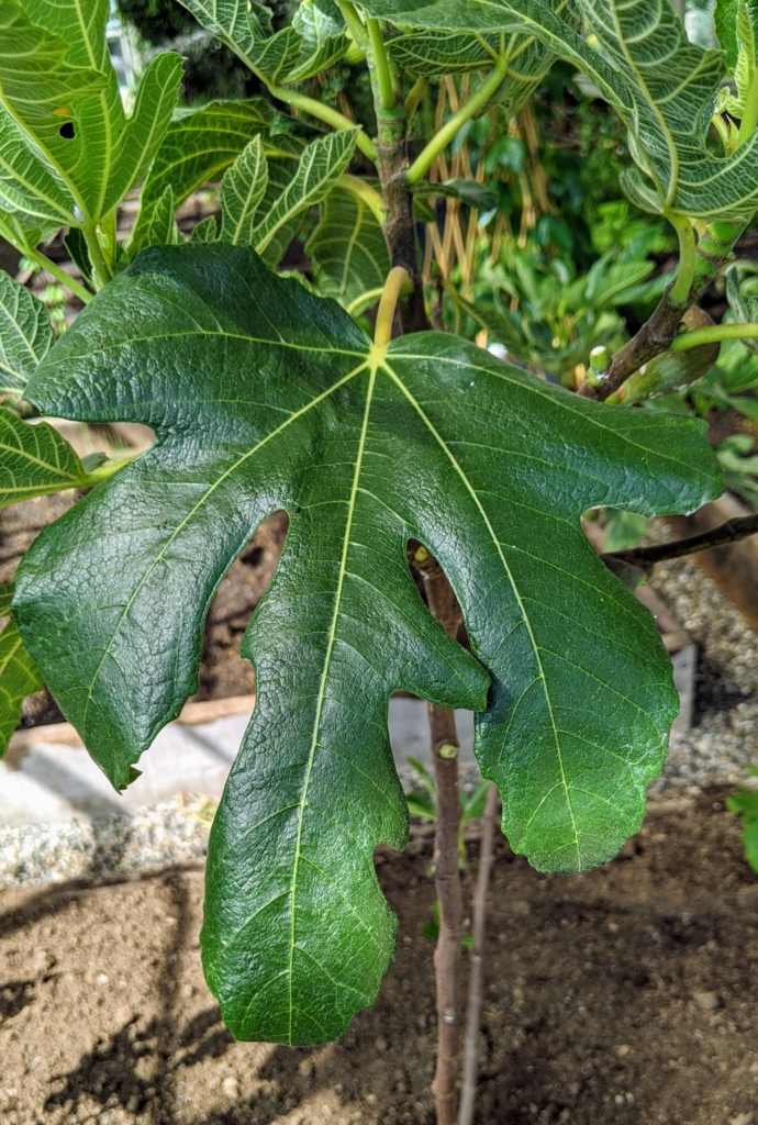 Planting Fig Trees in My Vegetable Greenhouse - The Martha Stewart Blog